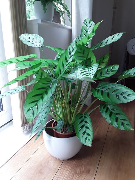 My Calathea leopardina Calathea Leopardina, Bali Garden, Calathea Plant, Prayer Plant, Growing Plants Indoors, Best Indoor Plants, Plant Aesthetic, House Plant Care, Green Life