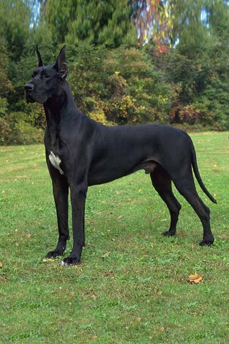 Velcí Psi, العصور الوسطى, Akc Breeds, Big Dog Breeds, Beautiful Dog Breeds, Tallest Dog, Dane Puppies, Great Dane Puppy, Dane Dog