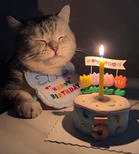 Hush Cut, Birthday Cake For Cat, Kitten Birthday, Cat Birthday Party, On My Birthday, Today Is My Birthday, Getting Older, Silly Animals, Happy Birthday Quotes