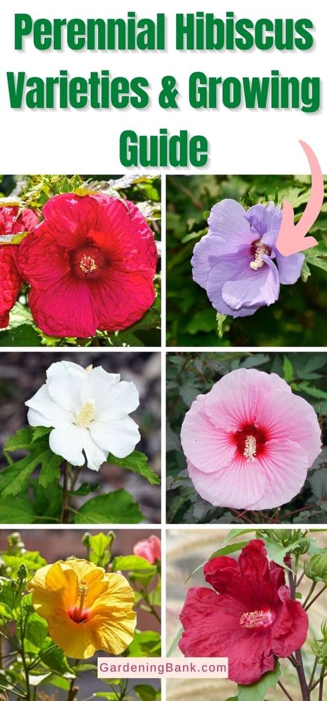 Perennial Hibiscus Varieties & Growing Guide pinterest image.. Different Type Of Hibiscus, Perennial Hibiscus Plant, Hibiscus Flower Varieties, Types Of Hibiscus Flower, Hardy Hibiscus Perennials, Hibiscus Landscaping Ideas, Hibiscus Colors, Hibiscus Varieties, Hardy Hibiscus Plant