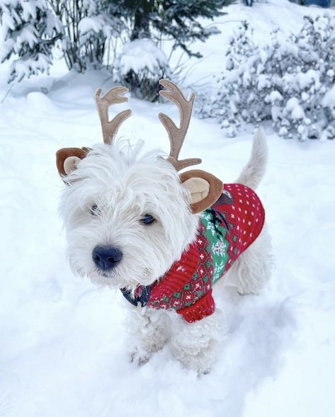 Dog Preppy, Dog Costume Ideas, Westie Christmas, Best Dog Costumes, West Terrier, Westie Puppies, Bumbo, Dog Kennel Outdoor, Westie Dogs