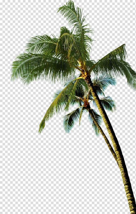 Coconut Tree Cartoon, Tree Transparent Background, Palm Tree Coconut, Palm Tree Background, Palm Tree Png, Palm Tree Photography, Tree Collage, Green Coconut, Cartoon Trees