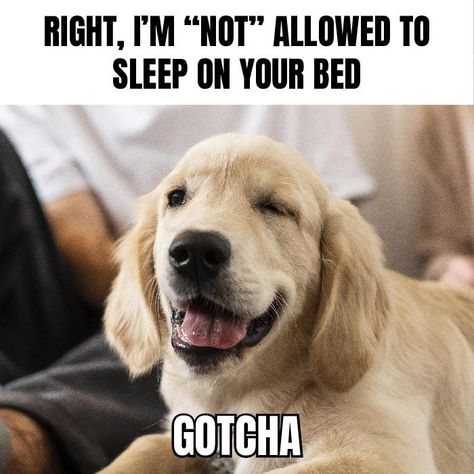 Funny Dog Gotcha Wink Animal Meme Dramatic Meme, Back To School Meme, Serious Cat, Draw A Face, Pet Memes, Cute Dog Memes, Dog Meme, Lol Memes, Cat Vs Dog