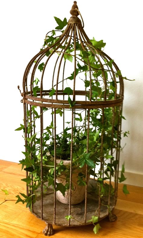 Birdcage Ideas, Vintage Bird Cage Decor, Diy Birdcage, Birdcage Planter, نباتات منزلية, Bird Cage Decor, Vintage Bird Cage, Deco Originale, Garden Containers