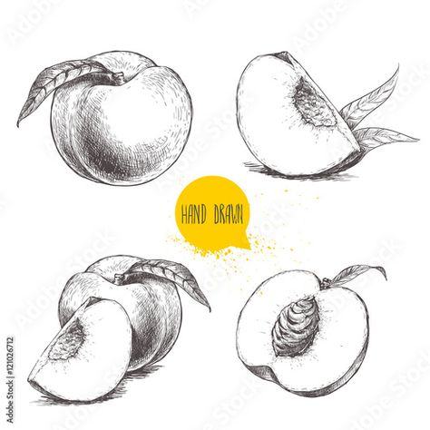 Apricot Tattoo, Peach Tattoo, Fruit Sketch, Eco Food, Food Vector, Background Retro, Peach Fruit, Peach Slices, Sketch Style