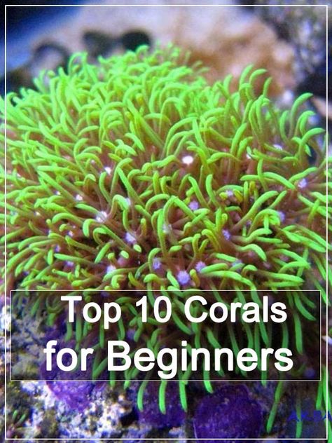 Salt Water Reef Aquarium, Live Coral Aquarium, Coral Tank Aquarium, Marine Fish Tank Ideas, Salt Water Fish Tank Ideas, Saltwater Fish Tank Ideas, Salt Water Aquarium Ideas, Small Saltwater Tank, Saltwater Aquarium Beginner