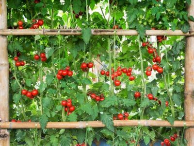 Cherry Tomato Trellis, Tomato Trellis, Grow Tomatoes, Outdoor Trellis, Perennial Vegetables, Tomato Cages, Veg Garden, Tomato Garden, Farm Design