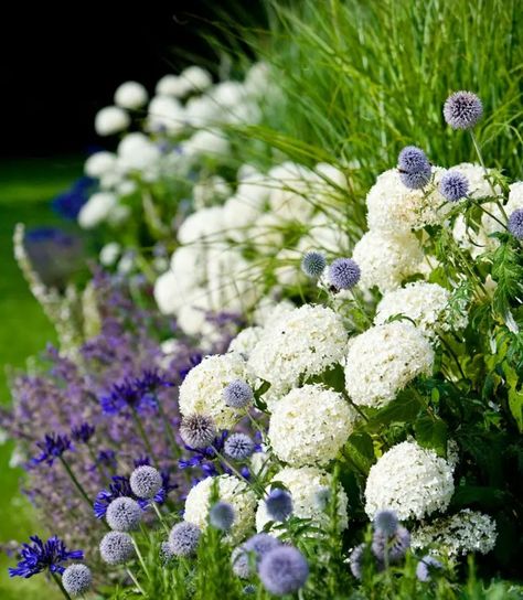 Landscaping Hydrangeas, Hydrangeas Landscaping, Hydrangea Annabelle, Hydrangea Arborescens Annabelle, White And Purple Flowers, Hydrangea Landscaping, Hydrangea Arborescens, Have Inspiration, The Secret Garden