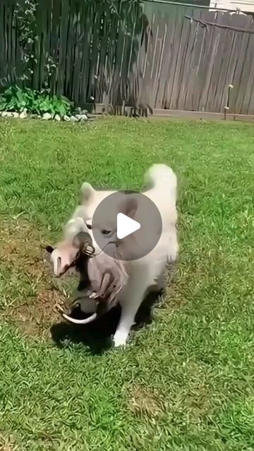 Animal Bond Stories on Instagram: "Heartwarming story #shortvideo #animals #shorts #lovestory #rescue #cute #heartwarming" White Wedding Gowns, Walking Down The Aisle, Mermaid Dresses, White Wedding, Wedding Gowns, Mermaid, Wedding Dresses, Wedding Dress, Dresses