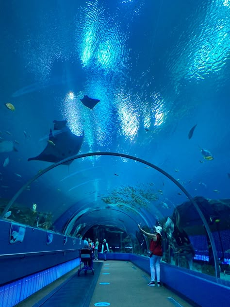 Explore the largest aquarium in the western hemisphere when you visit Atlanta, Georgia! Thus tunnel gives you an incredible view of whale sharks, manta rays, sharks, and so much more! Atlanta Georgia Aquarium, Georgia Aquarium Aesthetic, Aquarium Tunnel, Aquarium Atlanta, Atlanta Aquarium, Atlanta Trip, Aquarium Aesthetic, Alphabet Dating, Visit Atlanta