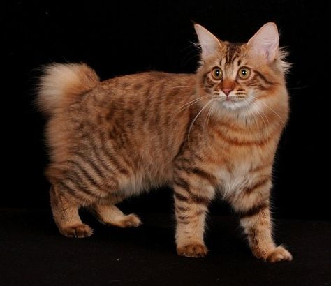 Copper American bobtail Orange Bobtail Cat, Wcue Inspiration, Cat Types, Manx Kittens, Bobcat Pictures, Pixie Bob Cats, Aesthetic Cat Tattoo, Bob Cats, Singapura Cat