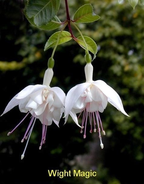 Wight Magic Fuchsia Plant, نباتات منزلية, Fuchsia Flower, Fuchsia Flowers, Moon Garden, Rare Flowers, White Gardens, Exotic Flowers, Flower Beauty