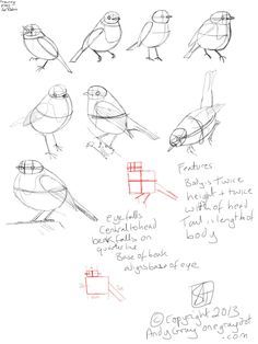 how to draw a robin                                                                                                                                                                                 More Learn To Sketch, Bird Sketch, Nature Sketch, A Robin, Learn Drawing, Robin Bird, Art Instructions, Bird Drawings, Drawing Lessons