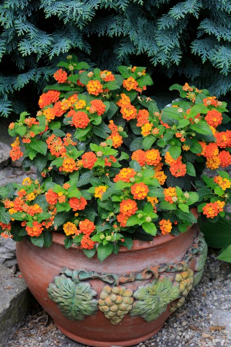 Growing Lantana - How To Keep Lantana Blooming Big All Summer Long! Rain Garden Design, Lantana Flower, Garden Wall Decoration, Lantana Plant, Butterfly Garden Plants, Porch Flowers, Rock Flowers, Rock Garden Design, Backyard Garden Landscape