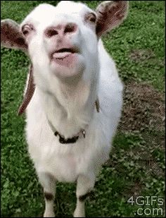 This goat who literally cannot believe that he is a goat and can wag his tongue like this and nobody can tell him to put it back in his mouth. | 23 Goats Who Cannot Believe They're Really Goats Silly Goat, Funny Goats, Goats Funny, A Goat, Baby Goats, Funny Animal Pictures, Miley Cyrus, Animal Gifs, Spirit Animal