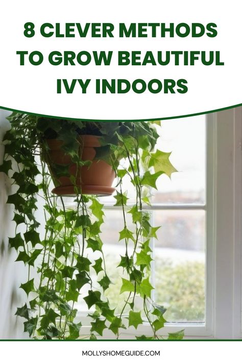 Discover the top tips on how to grow ivy indoors successfully. From choosing the right spot with bright, indirect light to providing proper watering and occasional feeding, you can easily enjoy lush, thriving ivy plants in your home. Learn about different ivy varieties that are well-suited for indoor growth and explore creative ways to display them in your living space. Indoor Ivy Trellis, Ivy Care Indoor, Ivy Plants Indoor, Growing Ivy Indoors, How To Grow Ivy On House, Ivy Plant Indoor Decor Ideas, English Ivy Indoor, Ivy Houseplant, Indoor Ivy