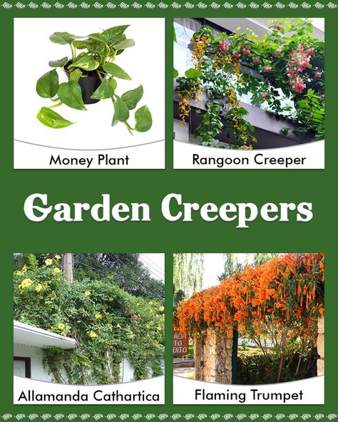 Creeper Plants Outdoor, Plants For Balcony, Creeper Plants, Creepers Plants, Balcony Gardens, Gutter Garden, Apartment Balcony Garden, Balcony Plants, Trailing Plants