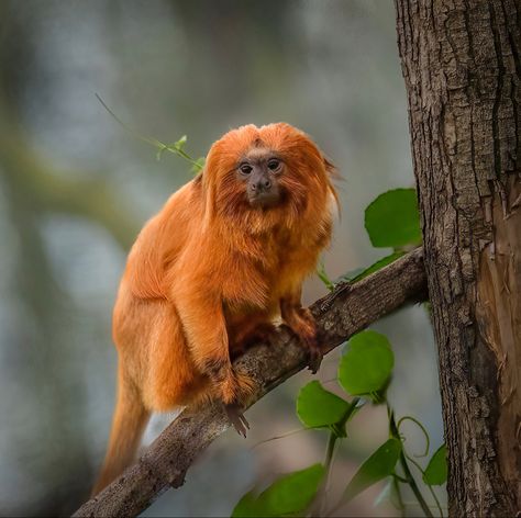 Name: Golden Lion Tamarin (Leontopithecus rosalia); Range: Southeastern Brazil; Status: Endangered Monkey Species, Golden Lion Tamarin, Golden Lions, Great Ape, Tamarindo, Tropical Forest, Baboon, Primates, Monkeys