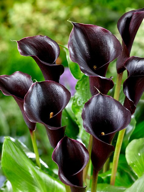 DutchGrown takes great pride in presenting this Calla Lily variety "Captain Beretta" in the USA for the very first time!   Calla Lily Captain Beretta is a floral masterpiece that nearly achieves the perfect black hue. It infuses an exotic and tropical ambiance into any entryway, porch, or patio, elevating your outdoor space to new heights of elegance. This variety is not only visually captivating but also remarkably easy to cultivate. Its blooms, in addition to gracing your garden, serve as impressive cut flowers that add a touch of sophistication to your floral arrangements.   The Calla Lily Captain Beretta was introduced by Kapiteyn, a Dutch bulb breeder, in 2021. It is a hybrid of the Zantedeschia rehmannii and Zantedeschia elliottiana species.    Learn how to grow Calla Lilies  (https: Alchemy Ingredients, Heirloom Gardening, Calla Lily Bulbs, Black Calla Lily, Black Plants, Entryway Porch, Black Page, Calla Lily Flower, Calla Lily Flowers