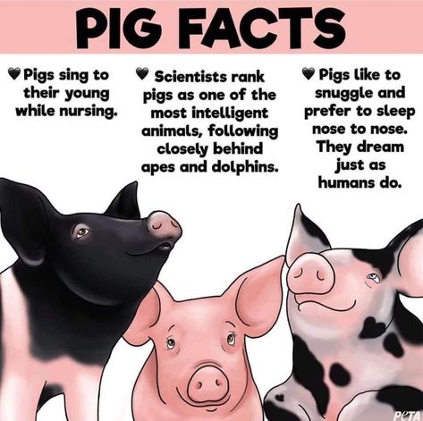 Pig Facts, Reasons To Go Vegan, Classroom Pets, Pig Showing, Raising Farm Animals, Fun Facts About Animals, Pig Decor, Pet Pigs, Vegan Animals