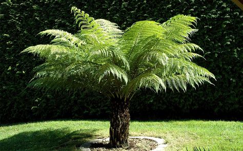 Dicksonia Antarctica, Ferns Garden, Plants Uk, Tropical Garden Design, Tree Fern, Best Plants, Tropical Landscaping, Small Garden Design, Plant Sale