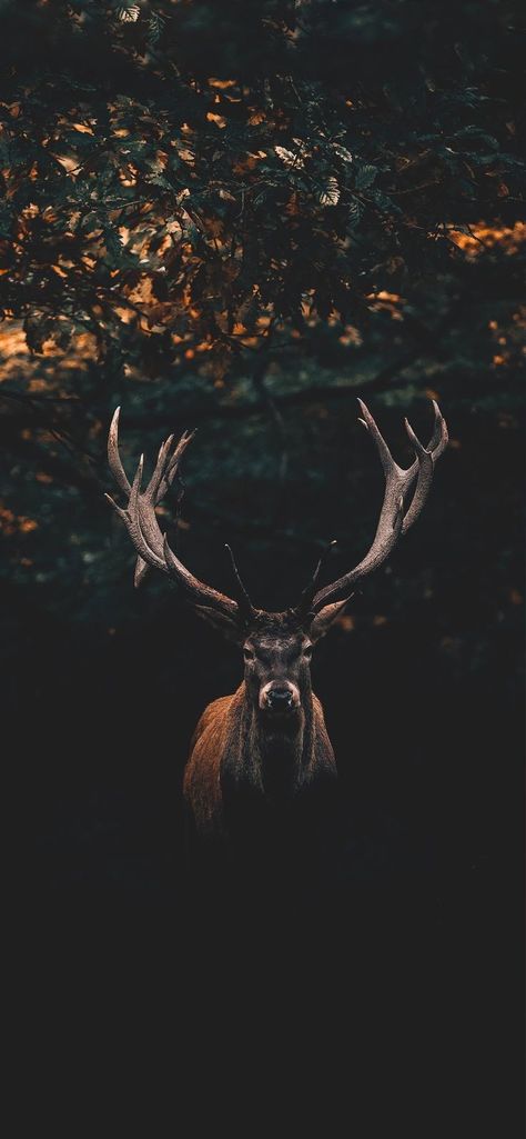 Hunting Backgrounds, Deer Background, Hunting Wallpaper, Deer Wallpaper, Wallpaper Black And White, Best Wallpaper Hd, Hd Wallpaper Android, 5 Wallpaper, Iphone 5 Wallpaper