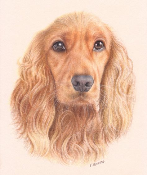 Cocker Spaniel Portrait by Kot-Filemon.deviantart.com Dog Portrait Drawing, Spaniel Art, Colored Pencil Portrait, Pencil Drawing Tutorials, 강아지 그림, Cool Pencil Drawings, Cocker Spaniel Dog, Colored Pencil Drawing, Dog Illustration