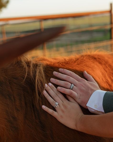 Them: ”CAN WE TAKE SUNSET PHOTOS WITH THE COWS?!” Me: Uhm absolutely! Eeek I felt so lucky Hadley & Mariya chose me to capture their wedding day… I’m a sucker for backyard weddings 🥲 They had their ceremony and reception on her uncle’s farm which meant we got to take sunset photos with the cutest highland cows!! It was such a memorable day, and I’m so happy these two finally sealed the deal!! 📸🐮🌅 #twinfallsidahoweddings #twinfallsidahoweddingphotographer #twinfallswedding #twinfallsphotogr... Wedding With Cows, Highland Cow Wedding, Cow Wedding, Hand Fasting, Twin Falls Idaho, Farm Wedding Photos, Country Cow, Backyard Weddings, Chose Me