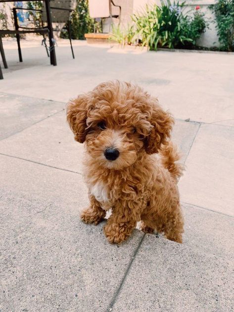 Hi sub! Meet Joy! A Micro. IG @joylee.bee Pretty Goldendoodles Groodle dogs #goldendoodles Puppy Golden Doodle, Cute Dogs Golden Doodle, Dogs Golden Doodles, Cute Goldendoodle Puppies, Cute Mini Goldendoodle Puppy, Mini Goodlendoodle Puppy, Micro Mini Golden Doodle, Mini Cavapoo Full Grown, Golden Doodle Puppy Aesthetic