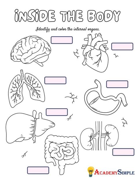 Sense Organs Worksheets, Body Parts Worksheet, Sense Organs, Internal Organs, Worksheets For Kindergarten, Parts Of The Body, Best Body, Body Organs, The Body