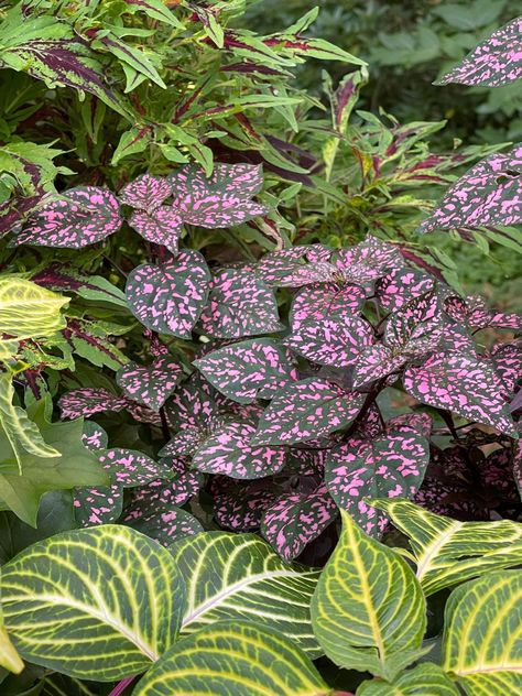 Hippo Rose polka dot plant with Irisene Piper Sylvaticum, Polka Dot Plant, Pink Plant, Pretty Colours, Peas, Garden Ideas, Polka Dot, Polka Dots, Dots