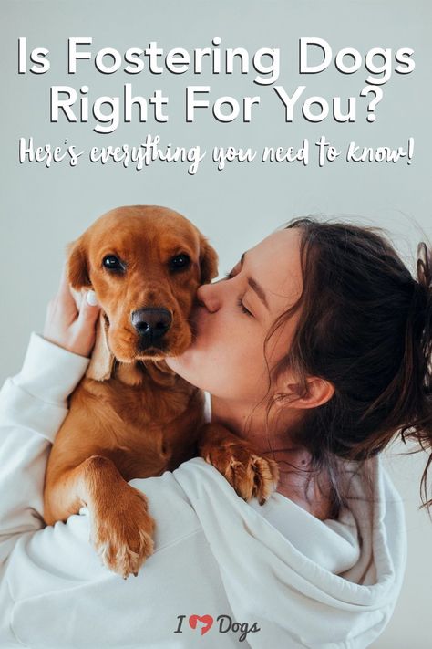 Here's everything you need to know and what to expect when you foster a dog! Canine Nutrition, Dog Foster, Foster Puppies, Foster Dogs, Cute Corgi Puppy, Pet Organization, Foster Dog, What Dogs, Foster Mom