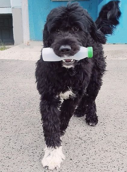 15 Reasons Why You Should Never Own Portuguese Water Dogs | PetPress Water Dog Portuguese, Portuguese Water Dogs, Portugal Water Dog, Portuguese Water Dog Brown, Portuguese Water Dog Haircut, Portuguese Water Dog Puppy, Portugese Water Dogs, Adopt A Puppy, Spanish Water Dog