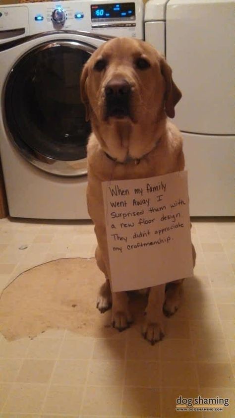 Dog Shaming Photos, Dog Tricks Easy, Dog Shaming Funny, Pet Shaming, Cat Shaming, Animal Shaming, Try Not To Laugh Challenge, Laugh Challenge, Cutest Dogs