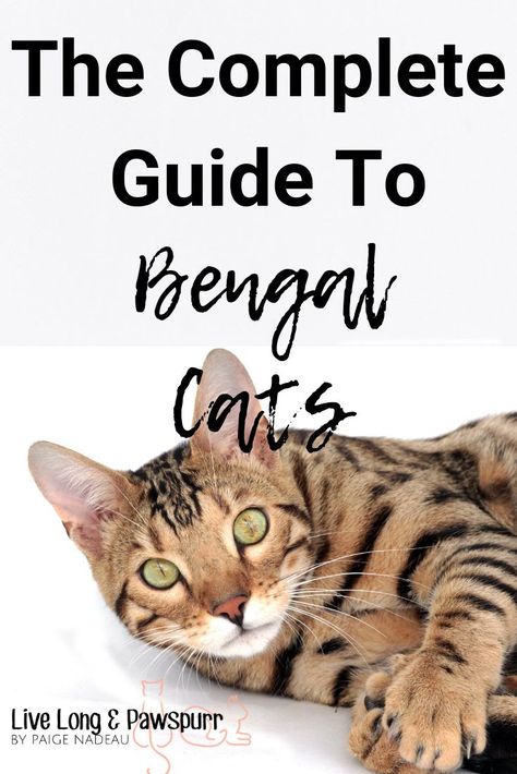 Bangle Cat Bengal Kittens, Charcoal Bengal, Bengal Cat Facts, Cat Breeding, Bengal Cat Kitten, Cat Questions, Asian Leopard Cat, Cat Tips, Bengal Kitten