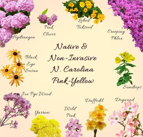 Native or non-invasive flowers for North Carolina gardens, pink and yellow flowers. Landscape Design North Carolina, North Carolina State Flower, North Carolina Flowers, North Carolina Wildflowers, North Carolina Garden, Pollinator Garden Design, Caroline Jones, Dream Garden Backyards, Flower Yard