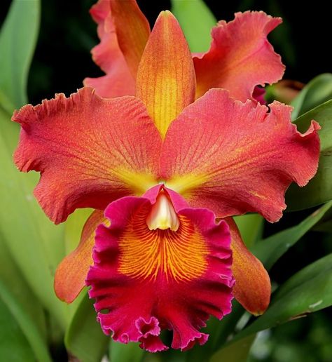 Colombian Orchid, Japanese Orchid, Orchid Photography, Orange Orchid, Very Beautiful Flowers, Cattleya Orchid, Growing Orchids, Exotic Orchids, Unusual Flowers