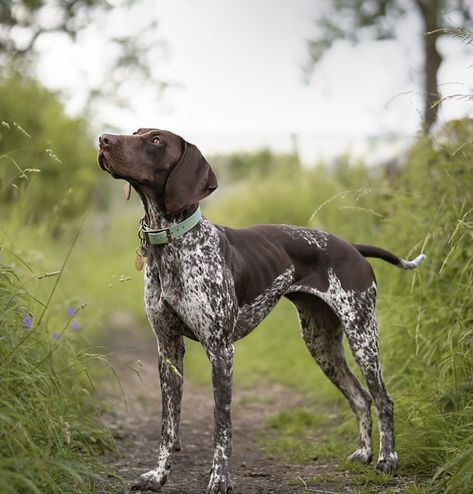 German Short Haired Pointer Puppy, Gsp Dogs, Pure Breed Dogs, Gsp Puppies, Short Haired Pointer, German Shorthaired Pointer Dog, Beautiful Dog Breeds, Pointer Puppies, Cute Dogs Images