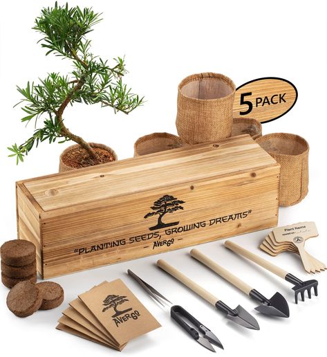 Trees Indoors, Bonsai Indoor, Bonsai Kit, Bonsai Seeds, Bonsai Tools, Flame Tree, Gardening Gifts, Mini Bonsai, Indoor Bonsai