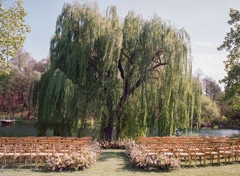 A Romantic Wedding in California's Wine Country Forest Wedding Aesthetic Ceremony Decor, Wedding Spots Places To Get Married, Nature Aesthetic Wedding, Weeping Willow Wedding, Small Wedding Aesthetic, Josh Black, Under A Willow Tree, Black Swan Lake, Summer Wedding Aesthetic