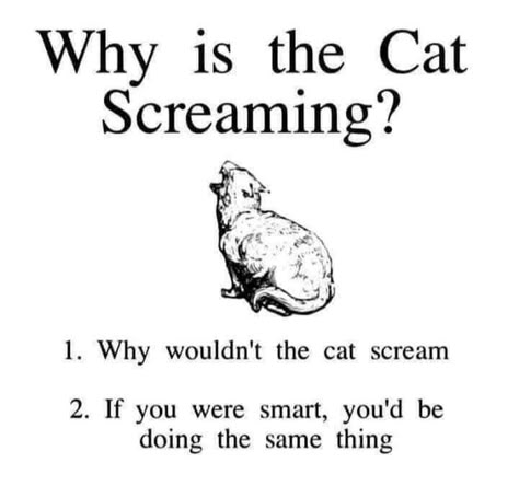 Why is he screaming? Cat Screaming, Scream Meme, Scream 2, You Are Smart, What’s Going On, The Words, Danganronpa, Cat Memes, Mood Pics