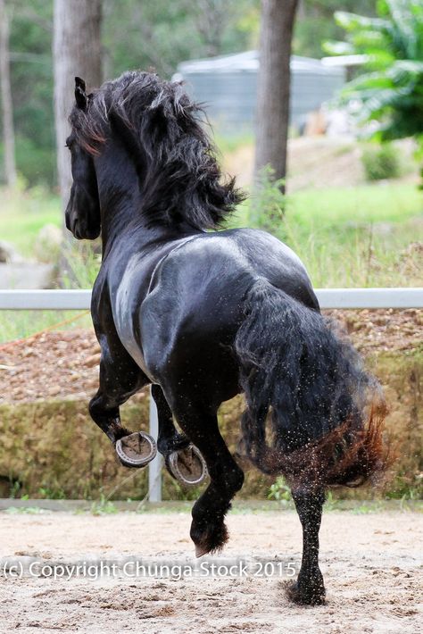 Largest Horse Breed, Friesian Stallion, Horse Rearing, Friesian Horses, Gorgeous Animals, Stallion Horses, Animal Action, Horse Anatomy, Lady Godiva