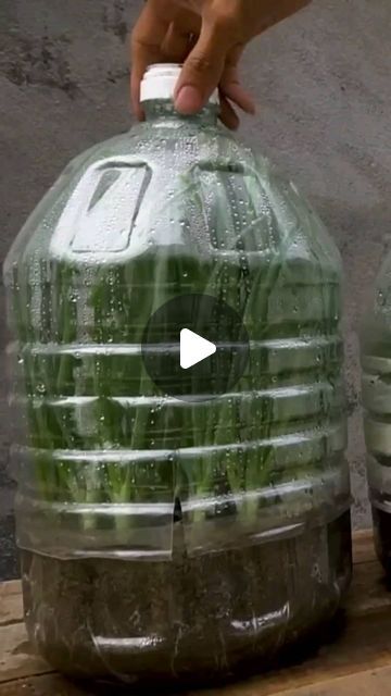 Onion Plant, Grafting Plants, Growing Onions, Vegetables Garden, Planting Onions, Vegetable Garden Diy, Belly Fat Drinks, Healthy Homemade Recipes, Reels Instagram