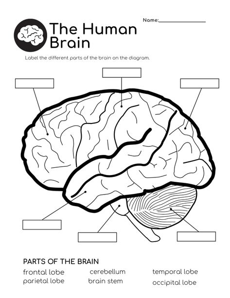 Brain Worksheet, Brain Pictures, Brain Diagram, Human Body Worksheets, Human Body Projects, Brain Parts, Brain Models, Brain Craft, About Brain