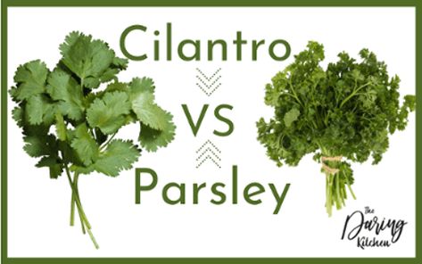 Cilantro vs Parsley Healthy Eyes, Pesto Sauce, Cooking Ingredients, Pumpkin Soup, Food Facts, Fresh Salads, Asian Dishes, Mexican Dishes, Fresh Parsley