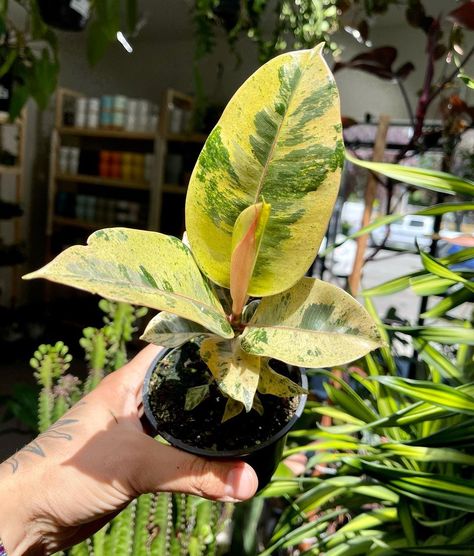 Ficus Shivereana, Plant Diy, Pride Week, Happy Pride, Diy Plants, House Plant, House Plants, Orchids, Seattle