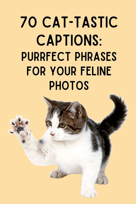 Are you a cat lover wanting to add some charm to your Instagram feed with purr-fect captions? You've come to the right place! We've gathered a collection of the funniest, most adorable, and heartwarming cat quotes to make your Instagram posts pop. Cat Mom Captions Instagram, Kitten Quotes Cute, Cat Mom Captions, Cat Love Quotes Feelings, Funny Cat Quotes Humor, International Cat Day Quotes, Cute Cat Quotes Funny, Songs To Post Your Cat To On Instagram, Cat Captions Instagram Posts