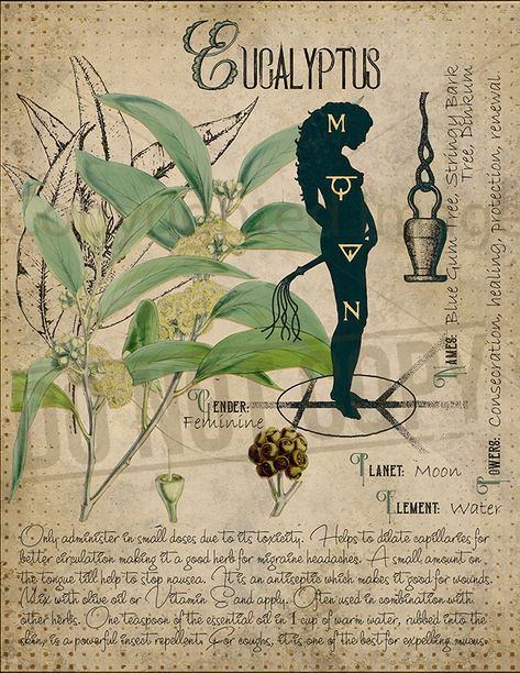 Journal Witchcraft, Herbal Grimoire, Plant Knowledge, Witches Book, Guerriero Samurai, Printable Products, Creaturi Mitice, Sejarah Kuno, Egiptul Antic