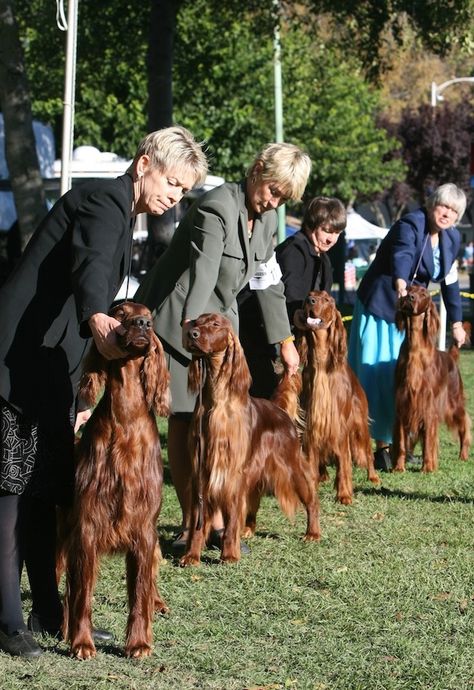 A Dog Show Judge Must Understand the Breed's Essence and Origins - American Kennel Club Irish Setter Puppy, Setter Dogs, Irish Setter Dogs, Dog Breeds List, Irish Setters, Irish Setter, American Kennel Club, Dog Show, No Matter How