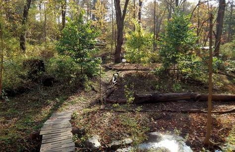 Farm the Woods: Grow Food and Medicinals in Forests - Chelsea Green Publishing Backyard Forest, Forest Gardening, Nature And Environment, Backyard Hangout, Food Forest Garden, Paw Paws, Farm Layout, Grow Food, Permaculture Gardening